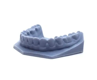 お買い得商品特集 - 販促エクスプレス Dental-Study-Model-scaled-1-2.webp 人体模型